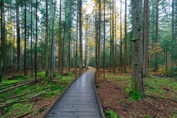 broad walk in the national park "Bayerischer Wald" in fall