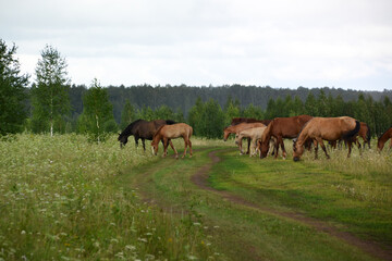 Obraz na płótnie Canvas horses graze in the field