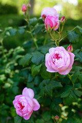 Blooming pink garden rose bush.