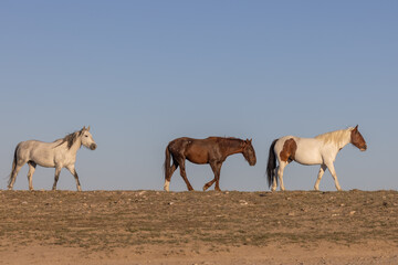 Wild Horses in Spring in the Utah Desert