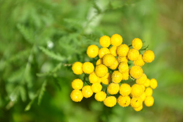 yellow tansy in a clearing on a sunny day