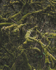 Moss on ancient woodland branches - peak district, UK