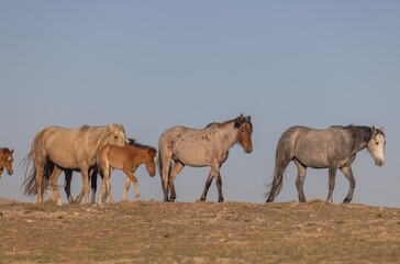 Wild Horses in Spring in the Utah Desert