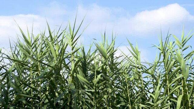 View of reeds field with a sky with white clouds in the background. Arundo donax.