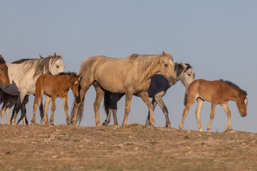 Wild Horses in Spring in the Utah Desert