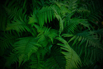 Fototapeta na wymiar Green fern bush in the garden