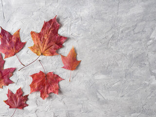 Naklejka na ściany i meble autumn red maple leaves on a gray stone table copy space