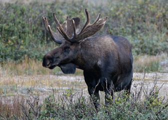 Naklejka na ściany i meble Shiras Bull Moose in the Colorado Rocky Mountains