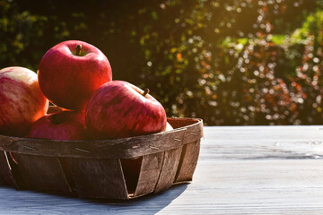 Harvest, fresh, red apples in a basket on a freshly