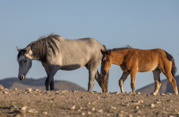 Wild Horses in Spring in the Utah Desert
