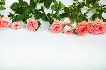 Pink roses on a light wooden background