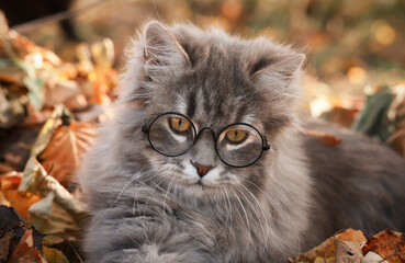 Naklejka na ściany i meble Autumn. Gray, fluffy kitten with glasses and sowing leaves.