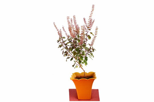 Medicinal green tulsi or holy basil black krishna tulsi indian herb on white background