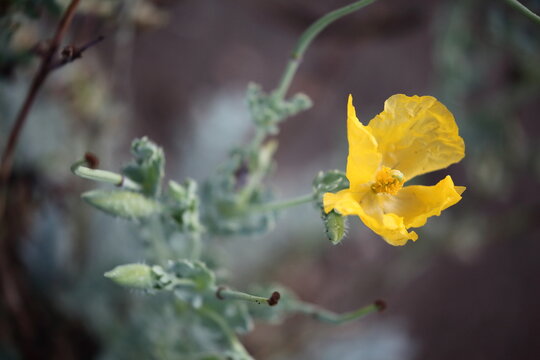 Gelber Hornmohn
