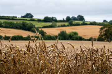 Field of wheat growing near Chipping Campden in the Cotswolds, Gloucestershire UK. Rolling Cotswold hills in the distance. Photographed on a cloudy August day. © Lois GoBe