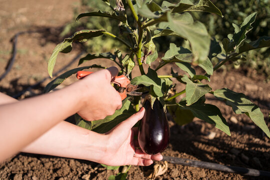 Anonymous woman picking eggplants in garden