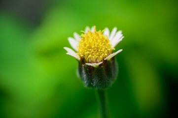 Macro shot of the little wild flower in the natural garden.