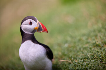 puffin standing on a rock cliff . fratercula arctica