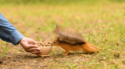 Hungry squirrel is sniffing a bowl of hazelnuts with its nose.