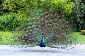 Obraz premium Proud peacock showing its beautiful feathers with eye-like markings
