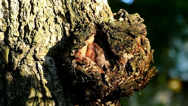 suvel round growth on a tree trunk close-up