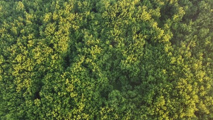 Naklejka premium green background