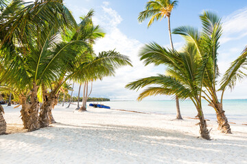 Fototapeta na wymiar Coconut palm trees an pristine bounty beach