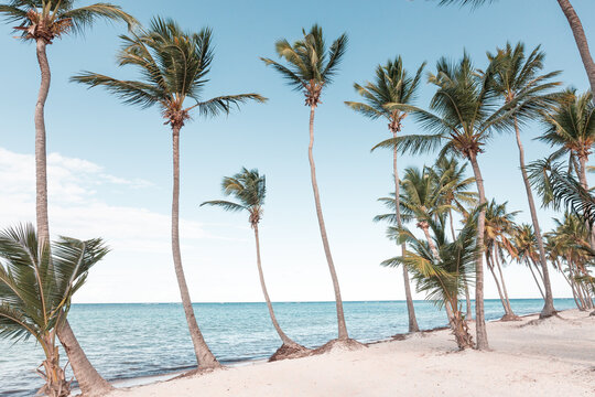Coconut palm trees an pristine bounty beach
