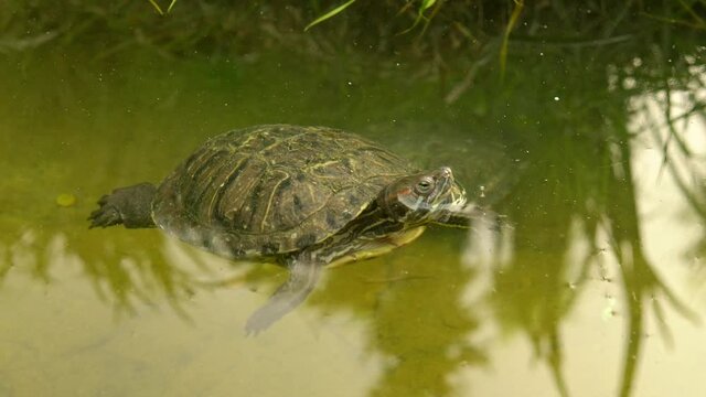 Turtles swim in the pond. A crowd of reptiles toge