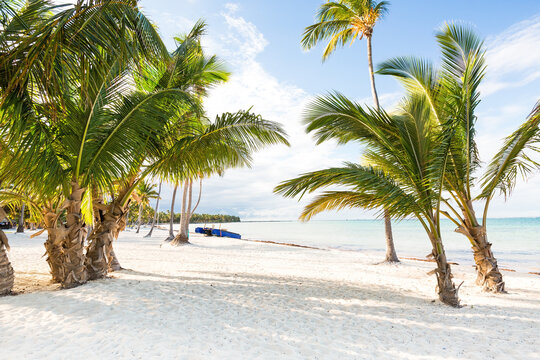 Coconut palm trees an pristine bounty beach