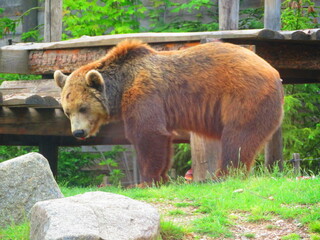 Fototapeta premium Ours brun