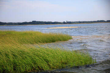 Seagrass blowing in the wind by the ocean