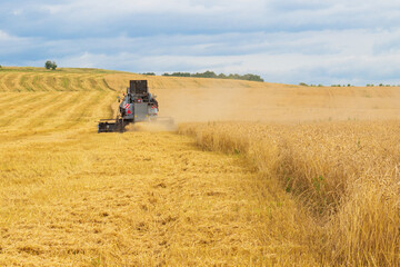 Rural landscape with combine harvester harvest ripe wheat in the field at the end of summer. Farming agricultural background. Back view