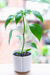 鉢植えのピーマンの苗