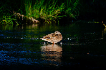 duck in a pond