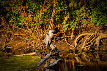 Blue Heron