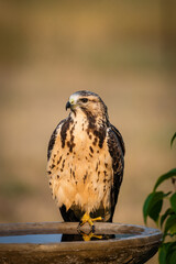 red tailed hawk