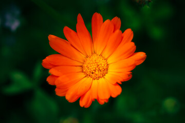 Makroaufnahme einer Blume im Sonnenlicht