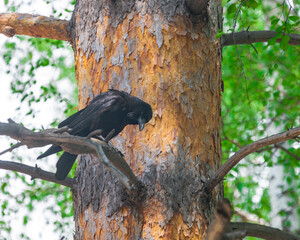 Black common raven or Corvus corax sits on a branch of an old pine tree and looks down.