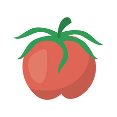 fresh tomato vegetable