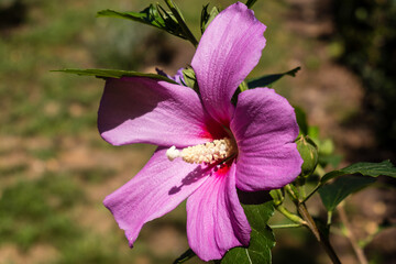 flower of the plant called hibiscus syriacus