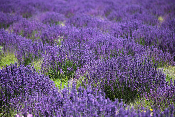 Fototapeta na wymiar Lavendel auf dem Feld