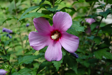 flower of the plant called hibiscus syriacus
