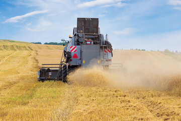 Harvesting wheat harvester on a summer day. Agricultural machinery harvests cereals in the field at...