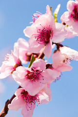 close up of pink blossoming peach flowers