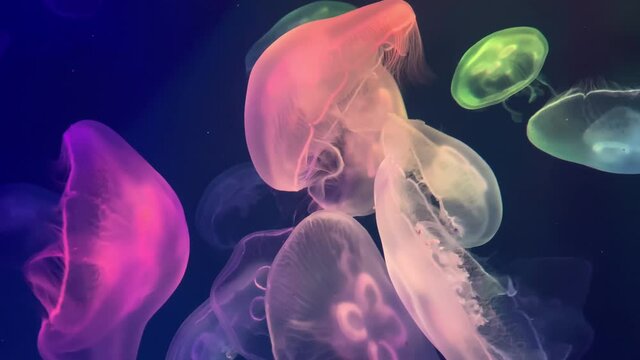Shiny vibrant fluorescent jellyfish glow underwater. Phosphorescent cosmic medusa. Selective focus.