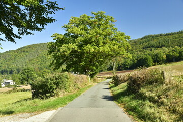 Fototapeta na wymiar Route secondaire de campagne entre champs et bois à flanc de montagne à Coo en Haute Belgique