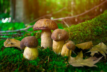 Porcini mushrooms in forest. Picking fungi. Summer or autumn harvest season. Forest aesthetics
