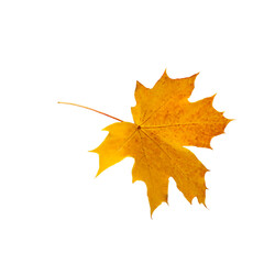 Yellow maple leaf as a symbol of autumn, as a seasonal concept on an isolated white background.