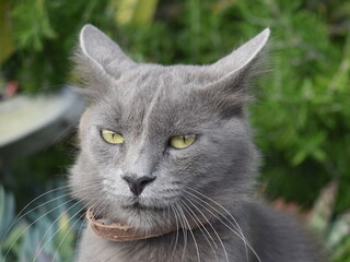 Gato de color gris con ojos verdes.